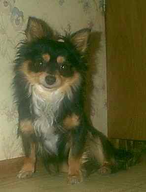 black and tan long coat chihuahua male