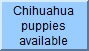 Long Hoat chihuhua puppies available