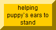 glueing puppies ears